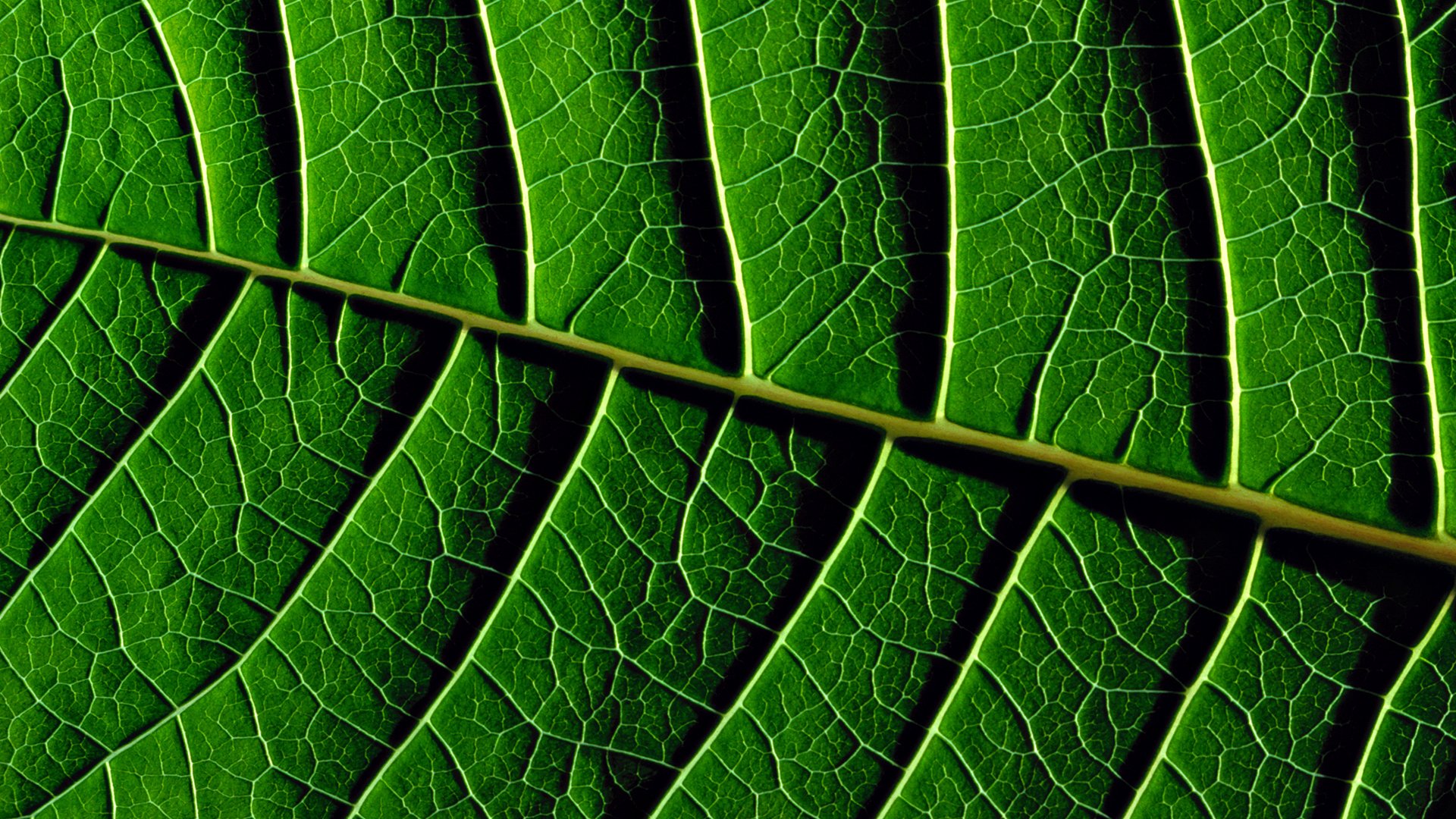 feuilles texture verdure vert