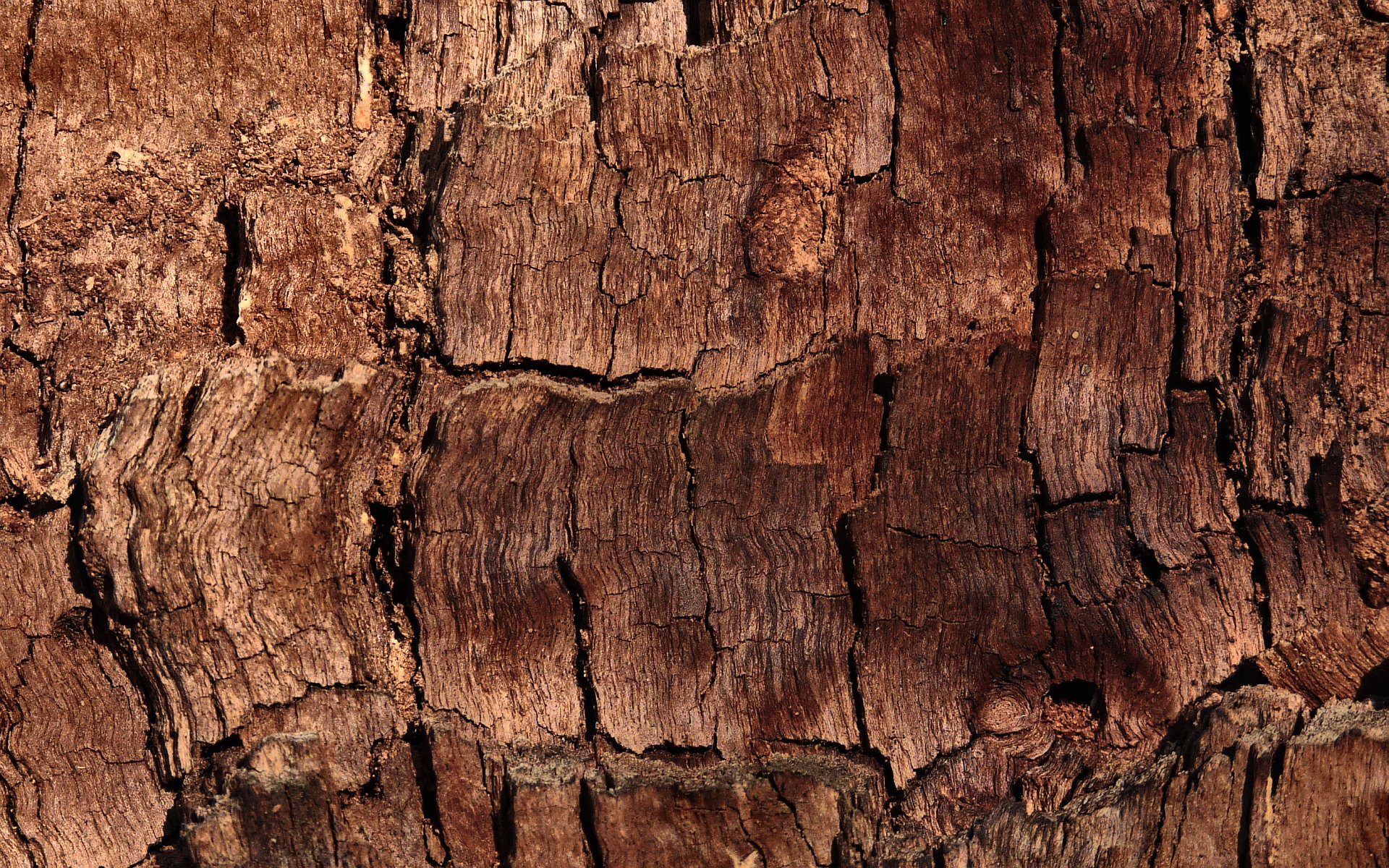 brown pattern wood bark