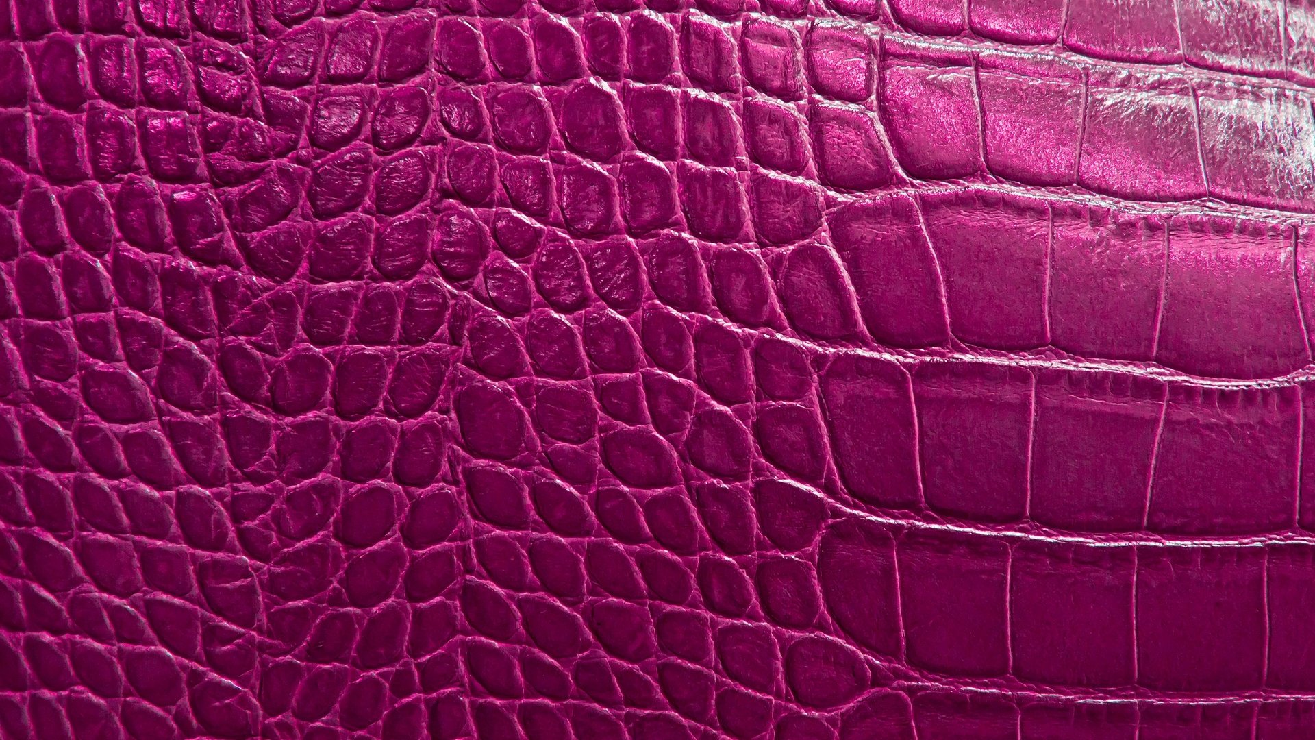 alligator reptile skin texture