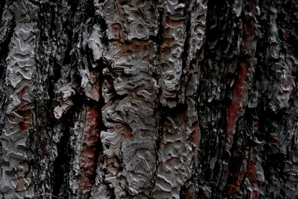 Tree bark texture background