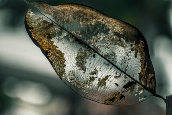 Fotografía macro de increíbles vetas de hoja