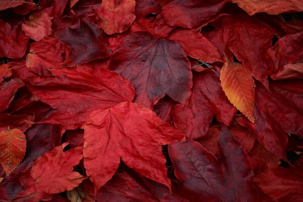 Tapis de feuilles d automne rouges