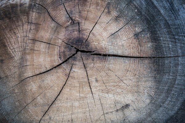 Tree trunk texture background