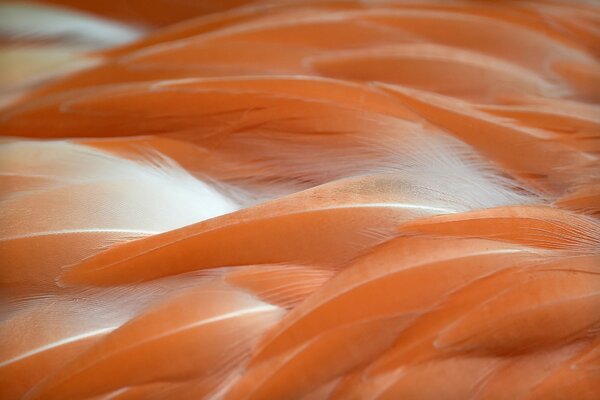 Makto photo of salmon-colored feathers