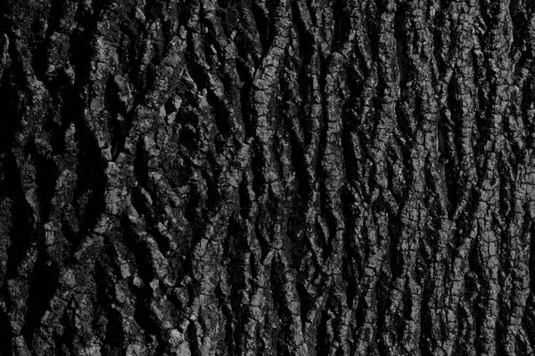 Texture de fond d écorce d ébène