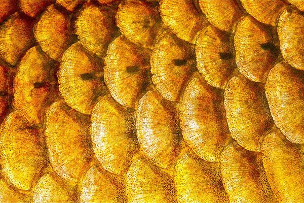 Golden scales on the side of the fish