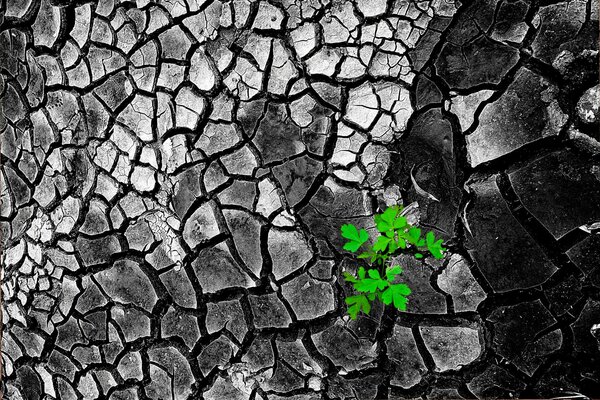 Terre sèche qui s est fissurée. la pousse se fraye un chemin dans le sol