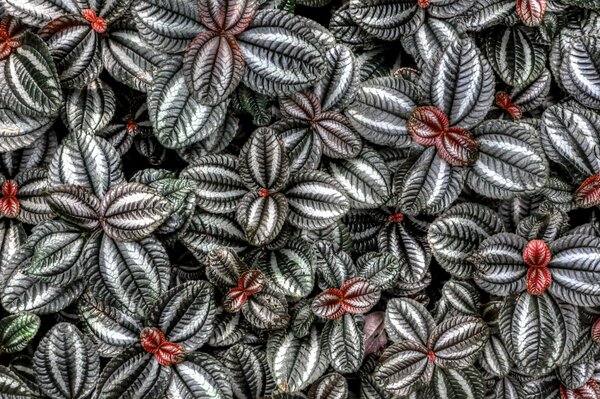 Dense thickets of chic coleus