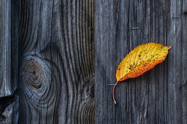 Feuille jaune, clôture en bois