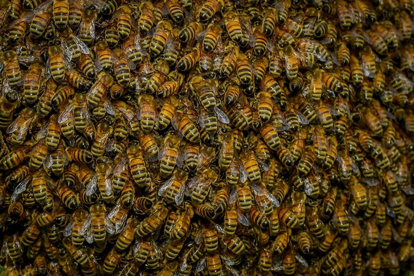 A swarm of buzzing bees in the alley