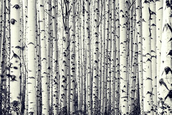 Bosque llano blanco de abedul