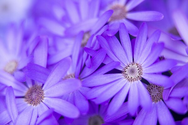 Lila Blumen Makro Natur