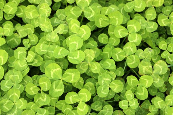 Clover leaves are bright green