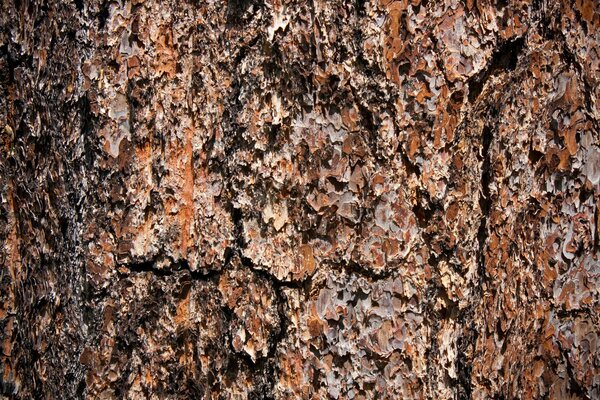 Wood texture background brown