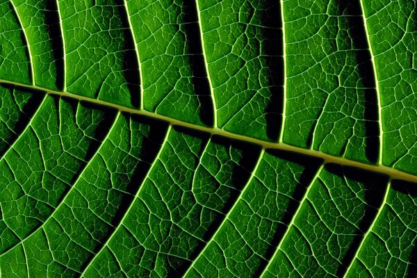 The texture of the leaves is juicy greens