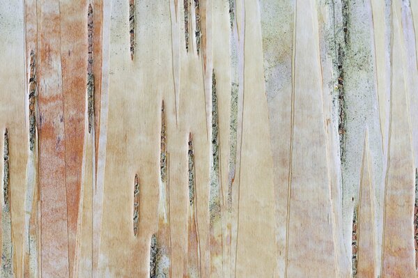 Bark tree color