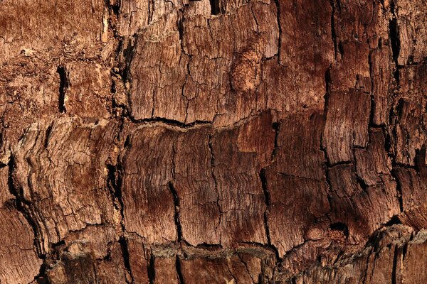 Modèle d arbre kaora brun