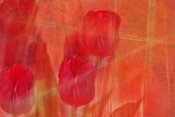 Painting red tulips on an orange background