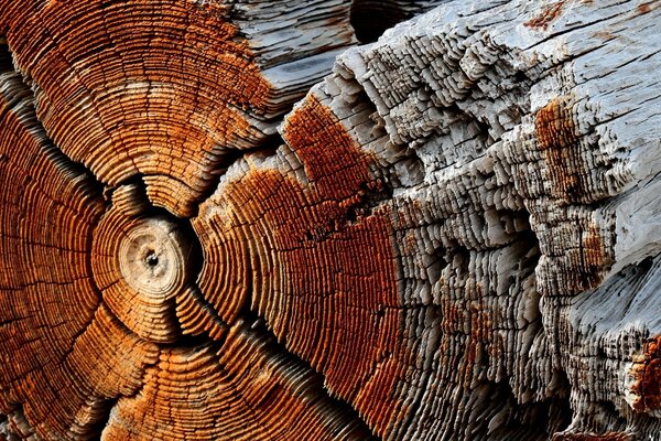 Alter Baum im Sägen, Baumringe