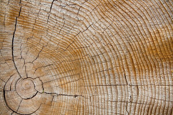 Rings of wood with cracks