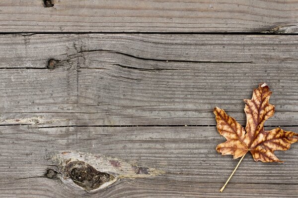 Feuille d érable automne sur fond de planche de bois