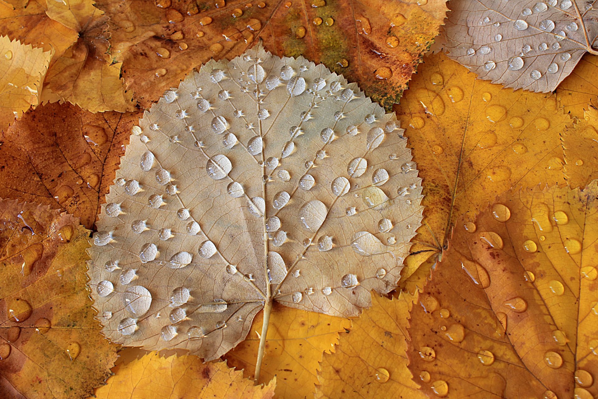 feuilles d automne automne feuilles gouttes