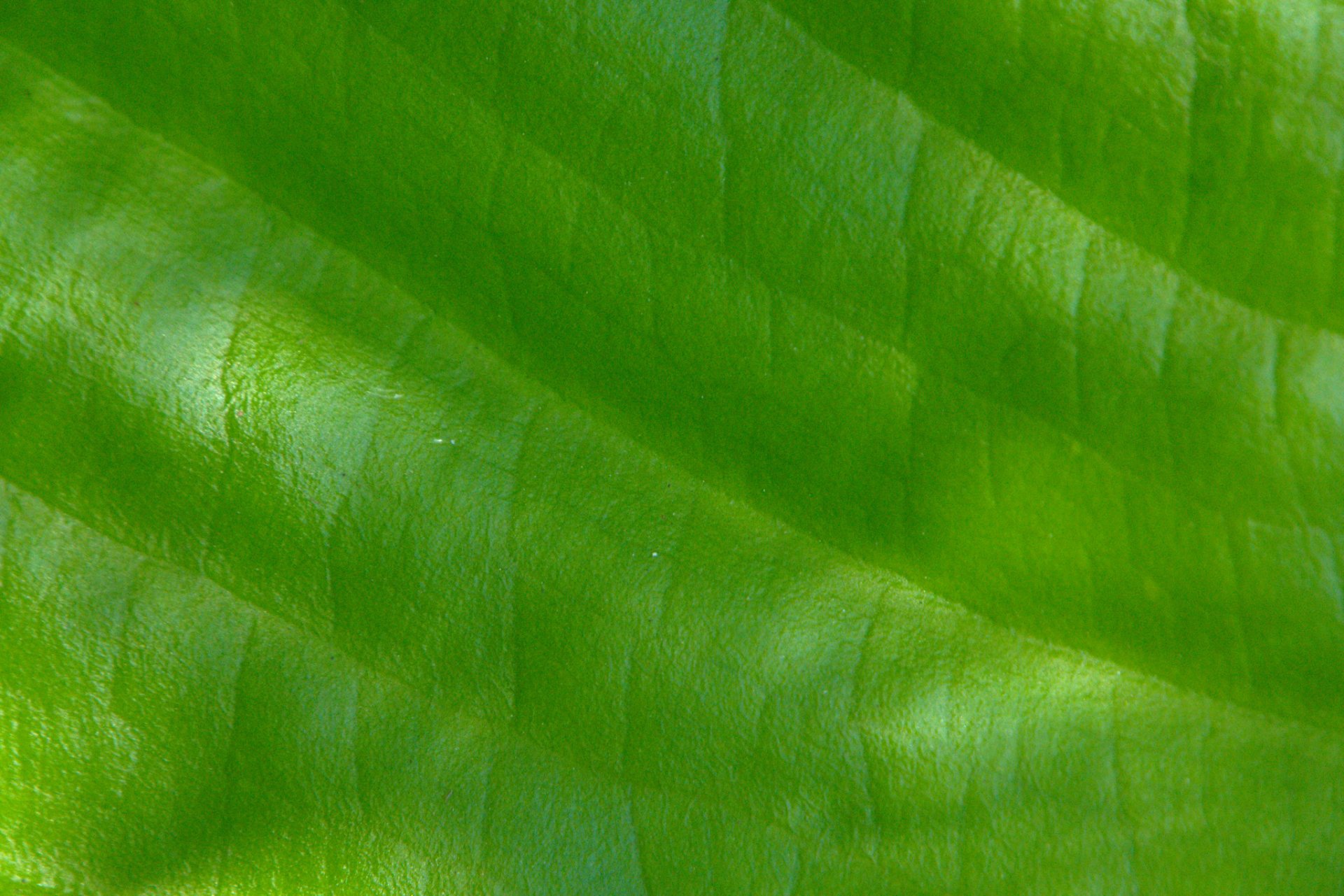 heet nature close up green light