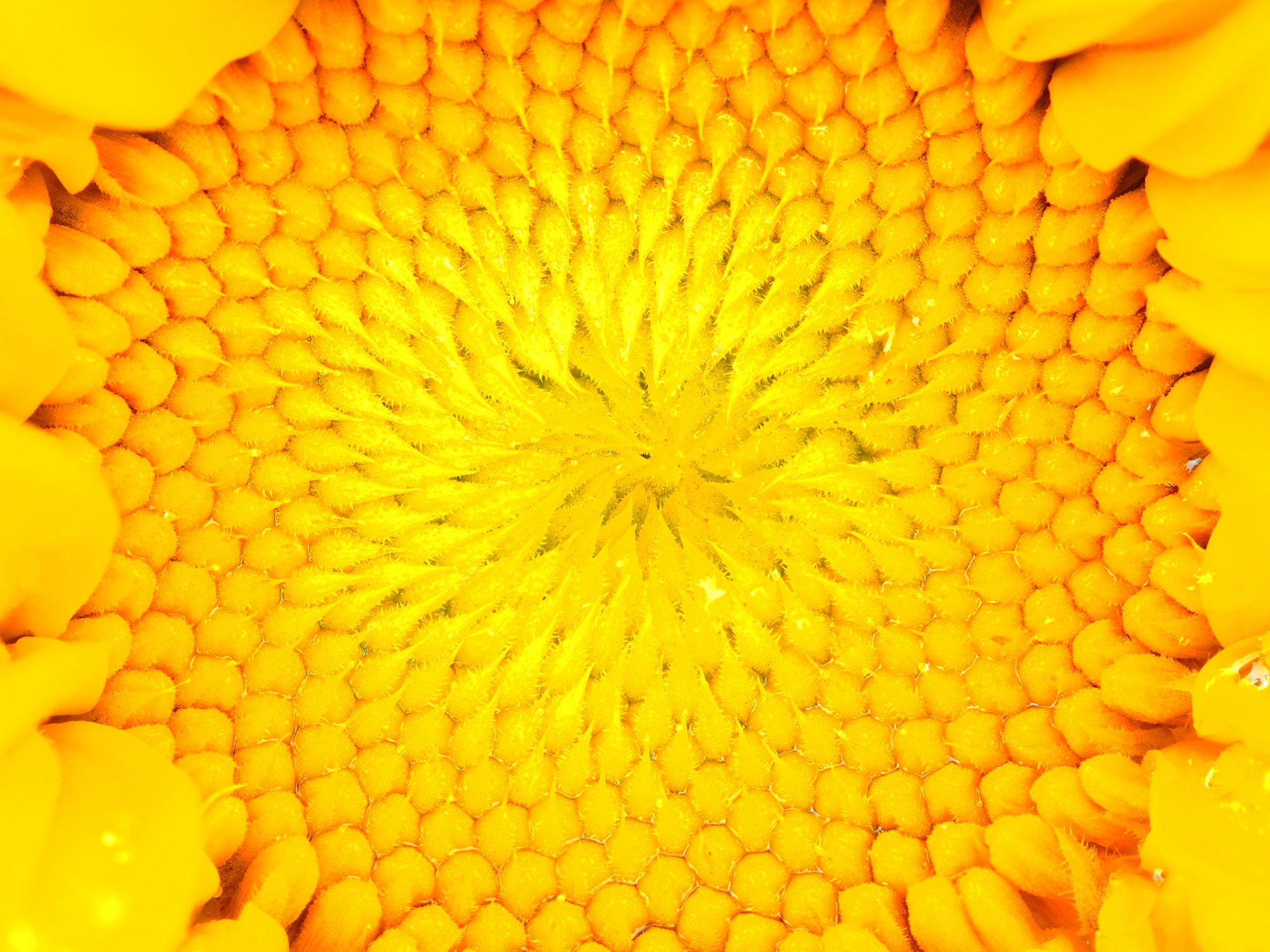 girasol núcleo