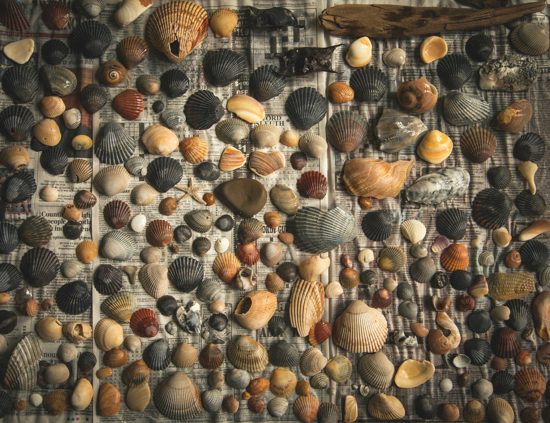 newspapers background shells pebbles chip