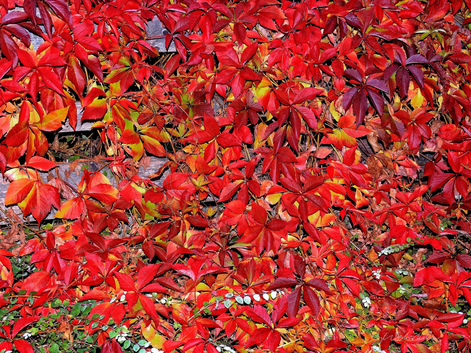 leaves autumn carpet purple