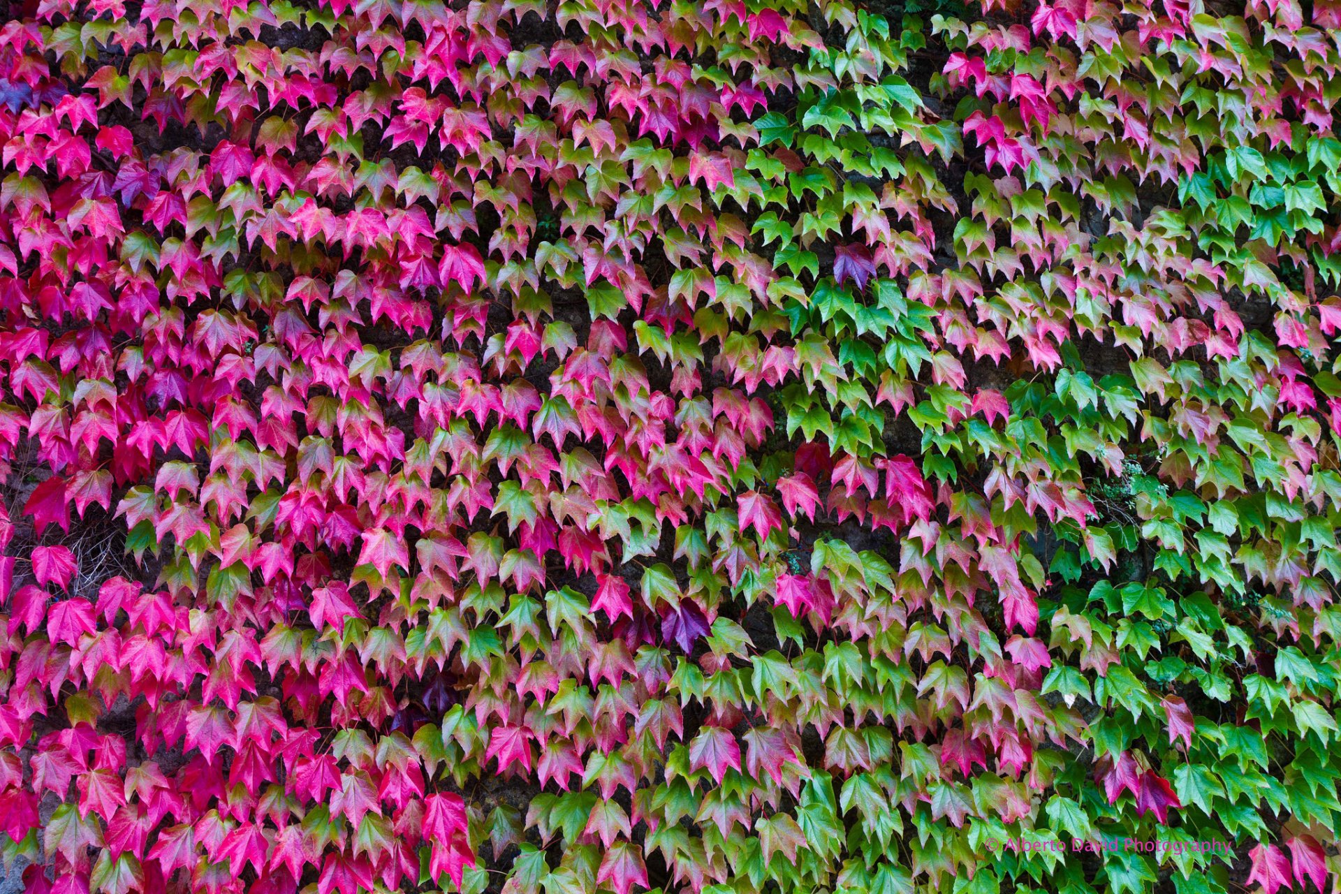 hojas otoño color hiedra