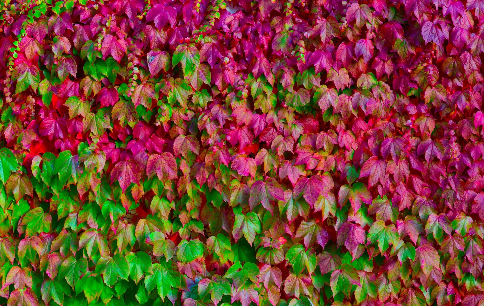 hojas muchos colores verde rosa macro textura