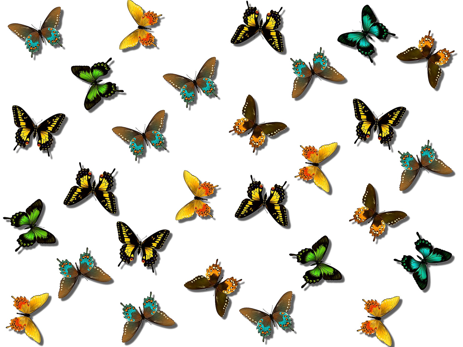 butterfly moth wings color paint pattern