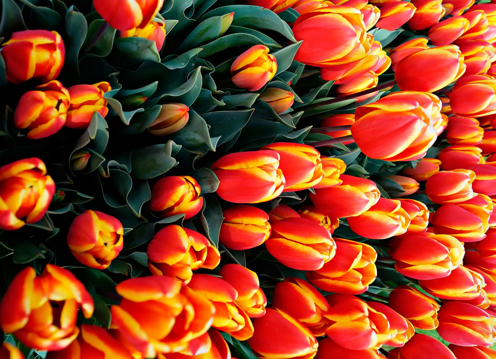 tulipanes flores mucho