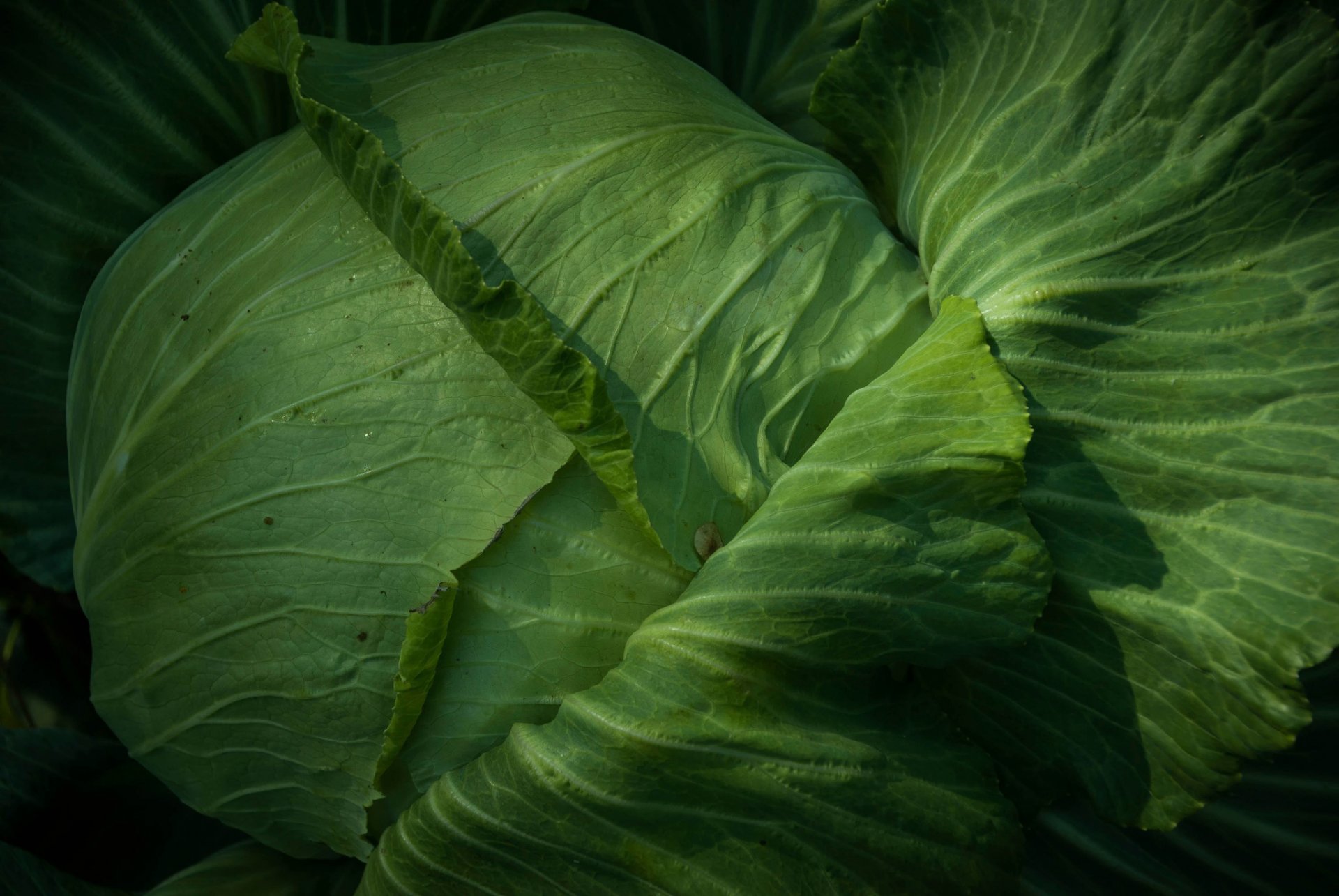 chou légumes verts feuilles