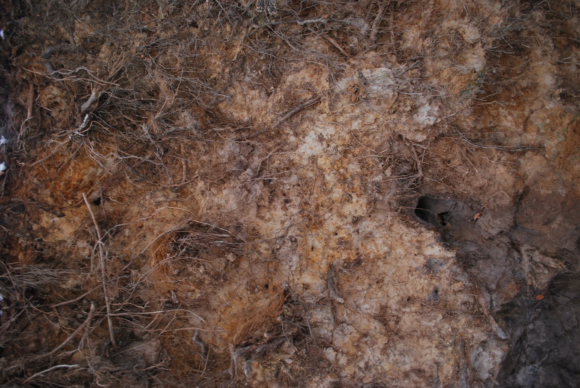 terre surface fissures racines terrier texture