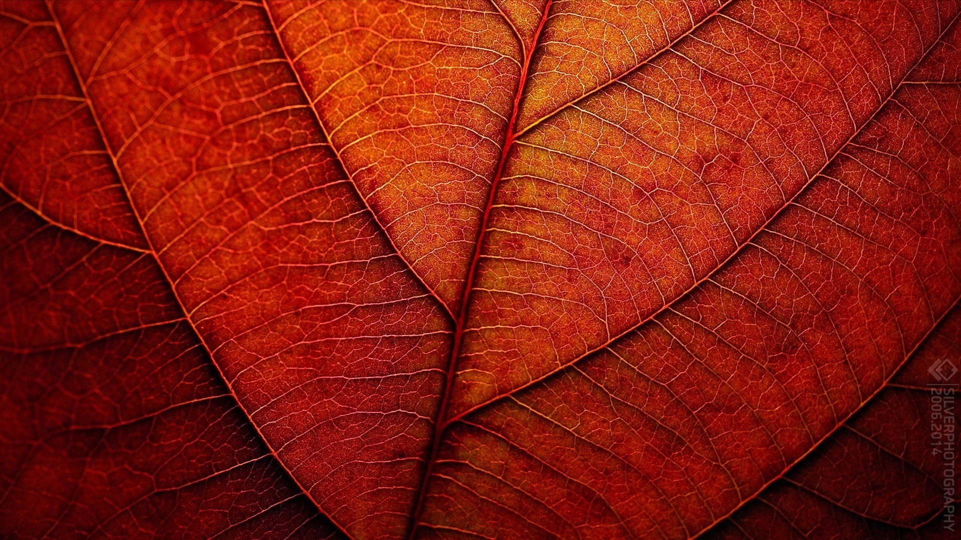 otoño hoja rojo textura