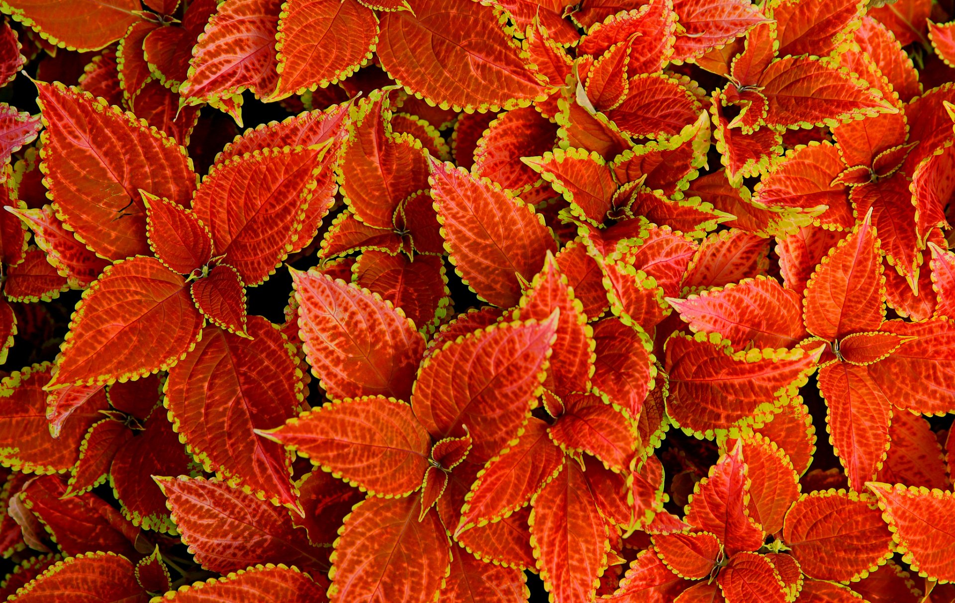 feuilles nature tapis gros plan plante coleus blume