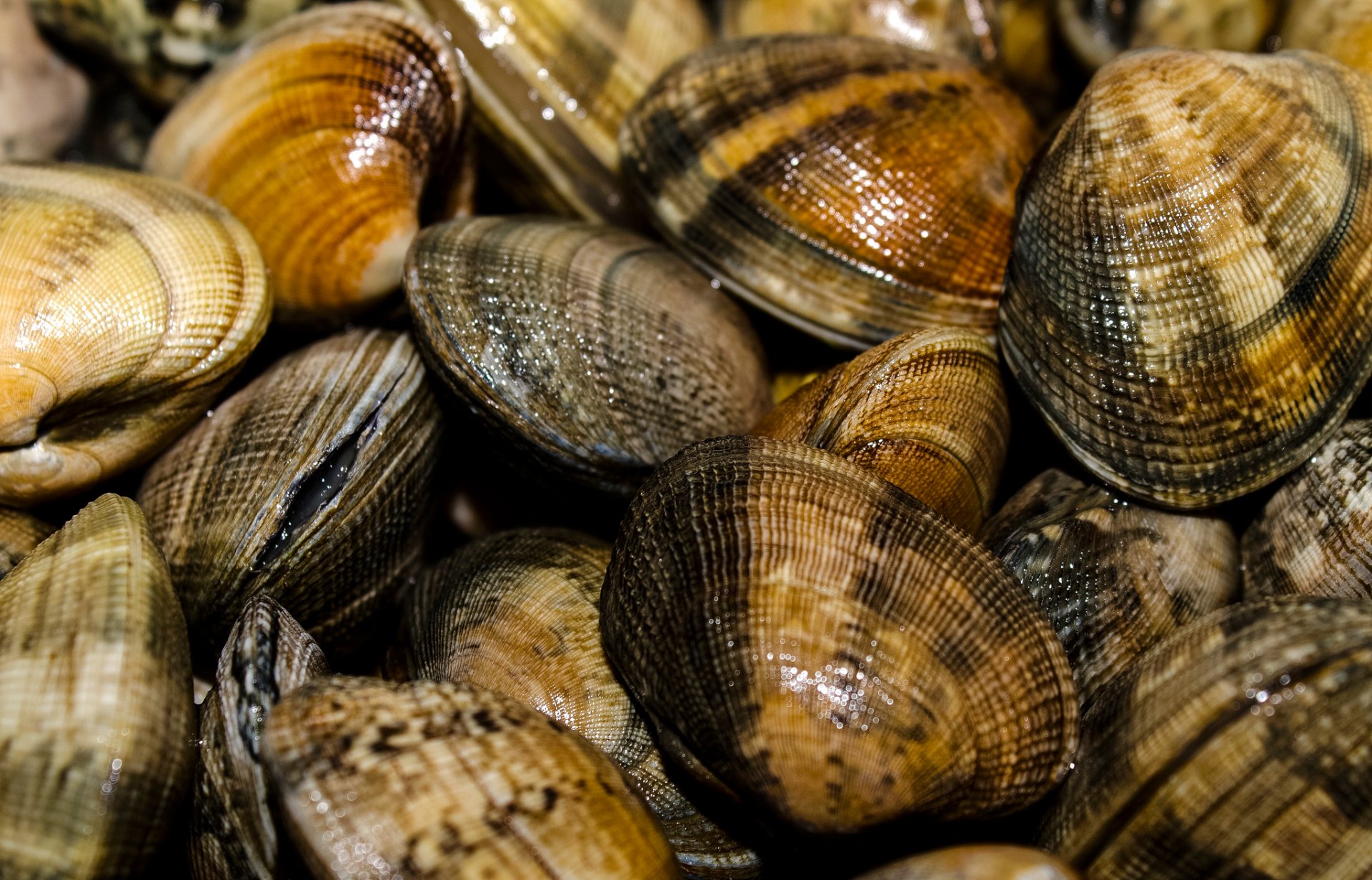 shell schale meer farbe