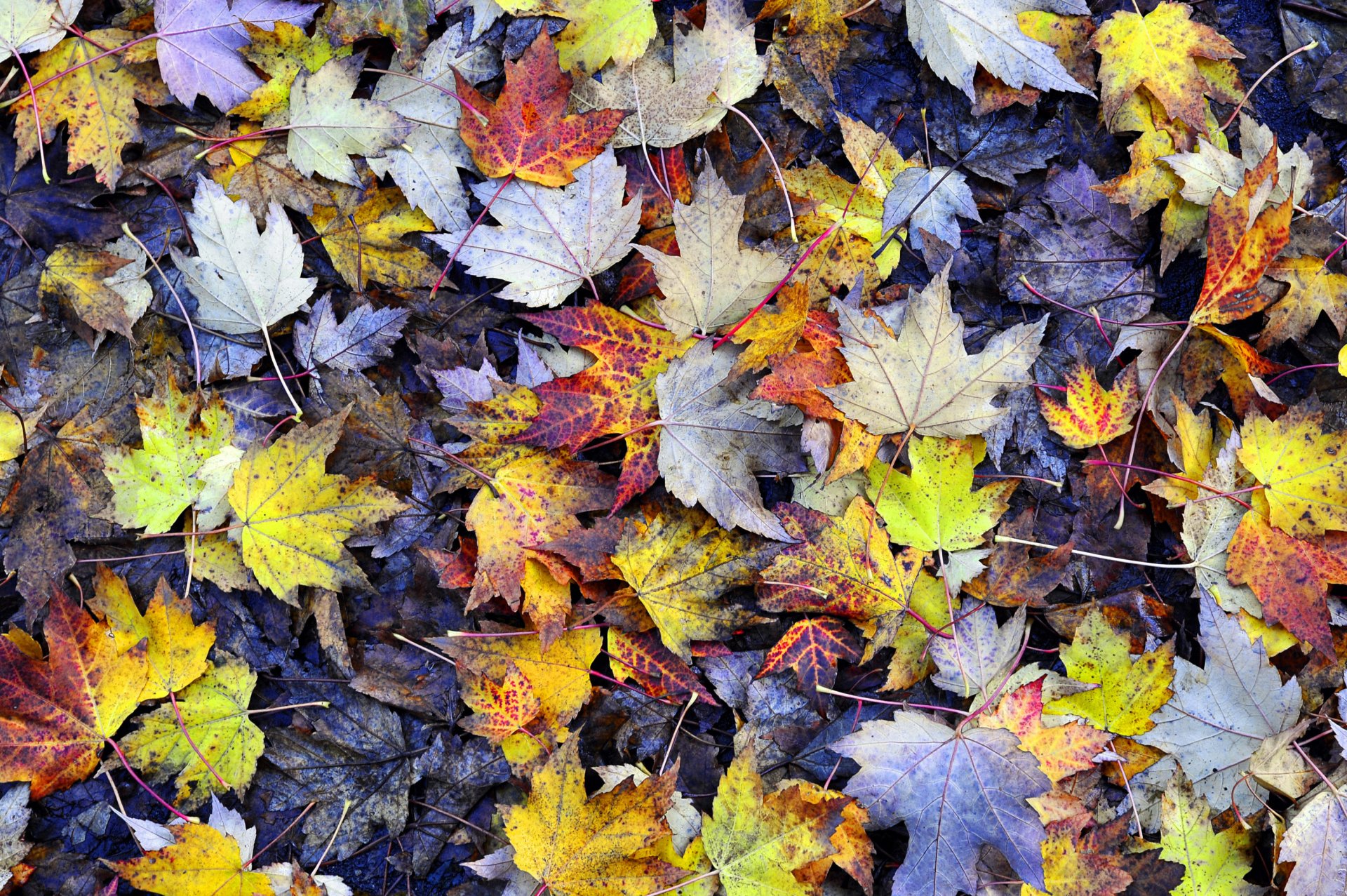 foglie fogliame acero giallo autunno terra texture