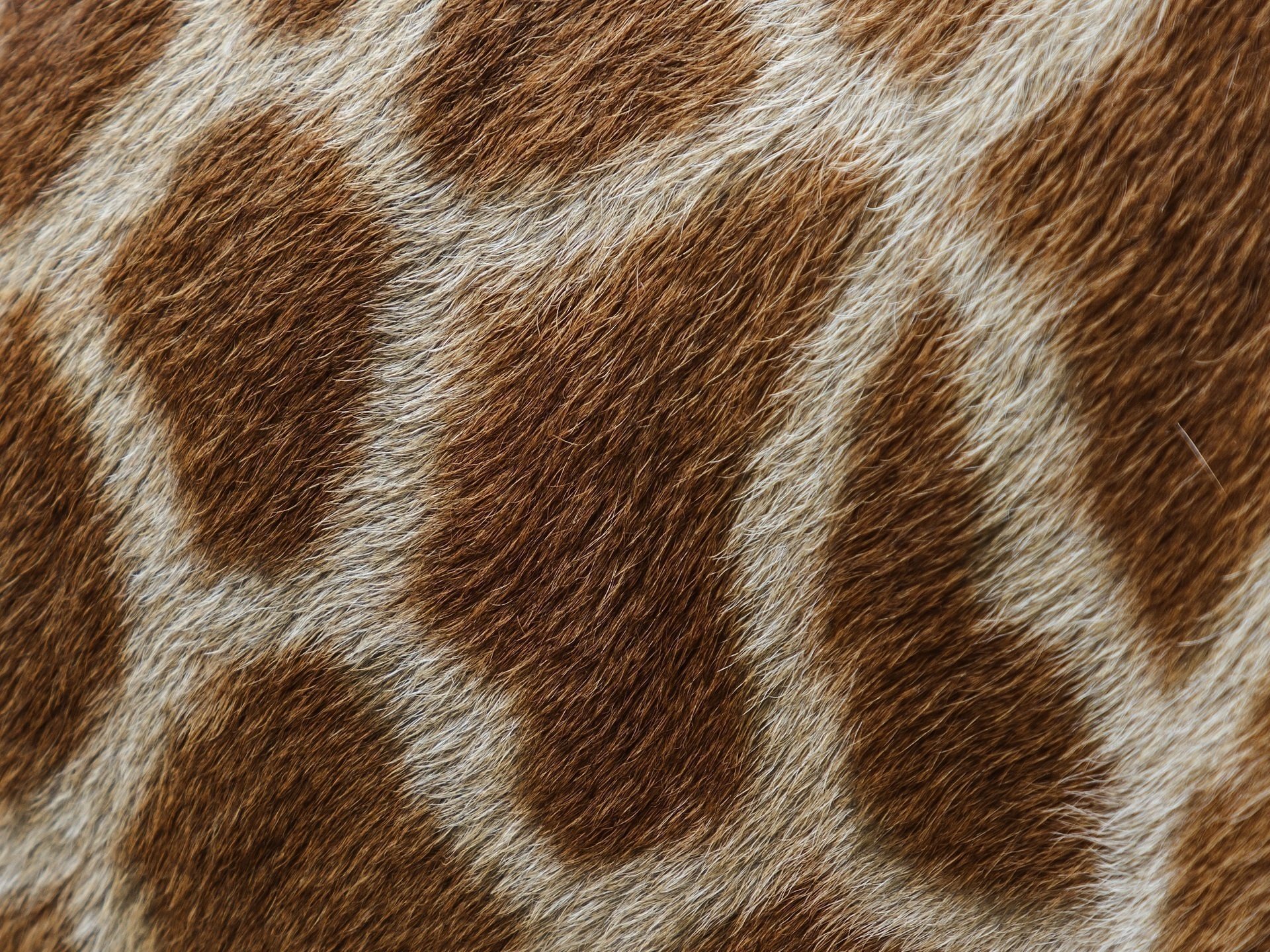 girafe laine fourrure peau taches macro texture