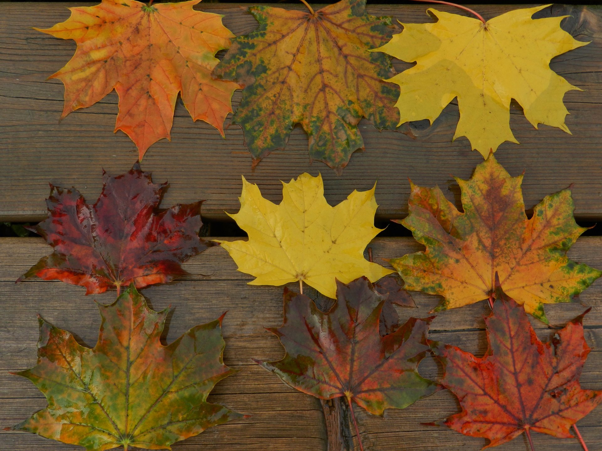 blätter ahorn bretter herbst makro