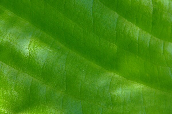 Hoja de planta macro veteada