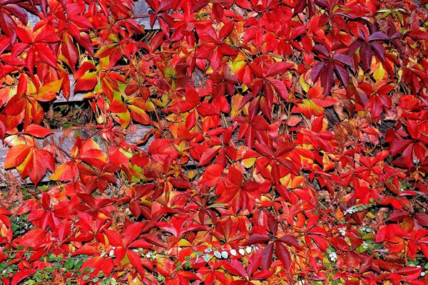 Alfombra de otoño de hojas carmesí