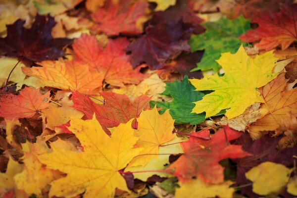 Colori delle foglie in autunno dorato