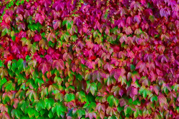 Lots of pink and green leaves