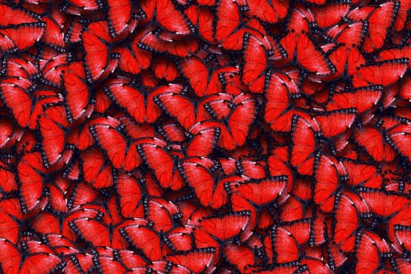 Texture de rouge envoûtante comme le velours des ailes de papillon