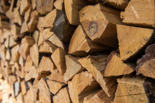 Harvesting firewood for the winter