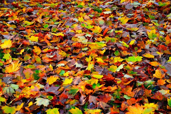 Background of colorful autumn bright leaves