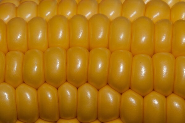 Macro shooting of grains on a corn seal